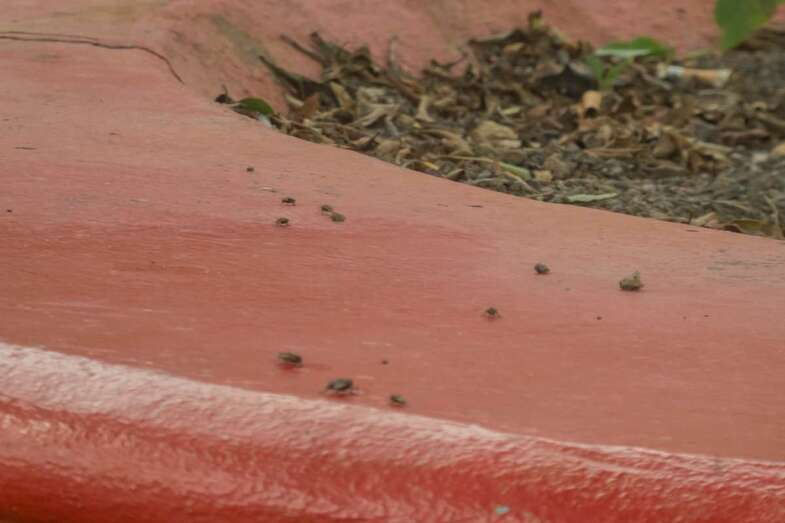 Imagen de archivo de moscas en Melenara (Foto TA)