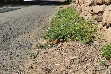 Baches trampa en Caserones Bajos (Foto TA)