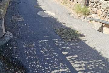 Baches trampa en Caserones Bajos (Foto TA)