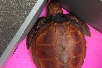 Ruta por la costa en memoria de José Luis González Ruano (Foto Ildefonso Rodríguez y TA)