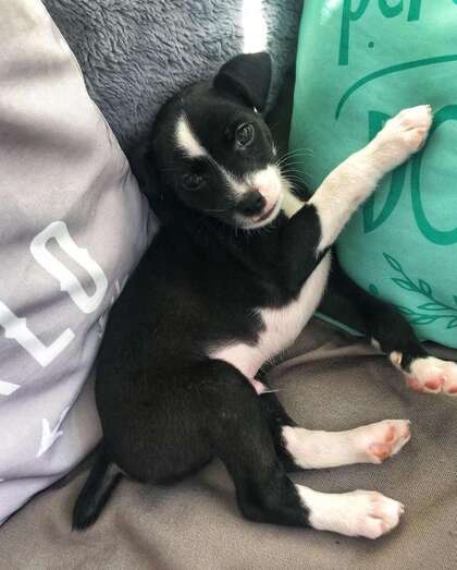 Micky es un animal muy querido por sus propietarios (Foto TA)