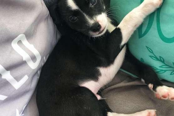  El Cubillo reclama la devolución de 'Micky' (Foto TA)