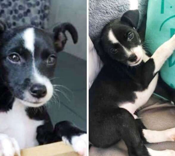 Micky, de vuelta a casa (Foto TA)