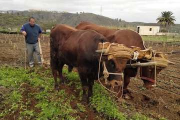 Carbonero y Mariposa arando el campo