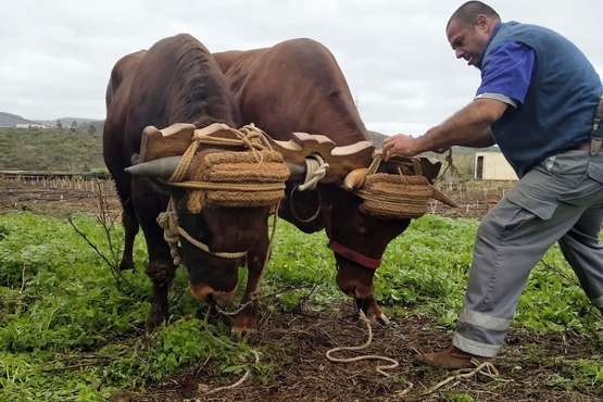 Carbonero y Mariposa se dejan enyugar por Juan Antonio González