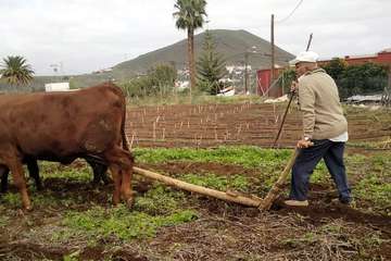 José Suárez, a sus 75 años, ayudando con el arado