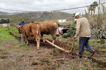 Juan Antonio González y José Suárez con la yunta de novillas
