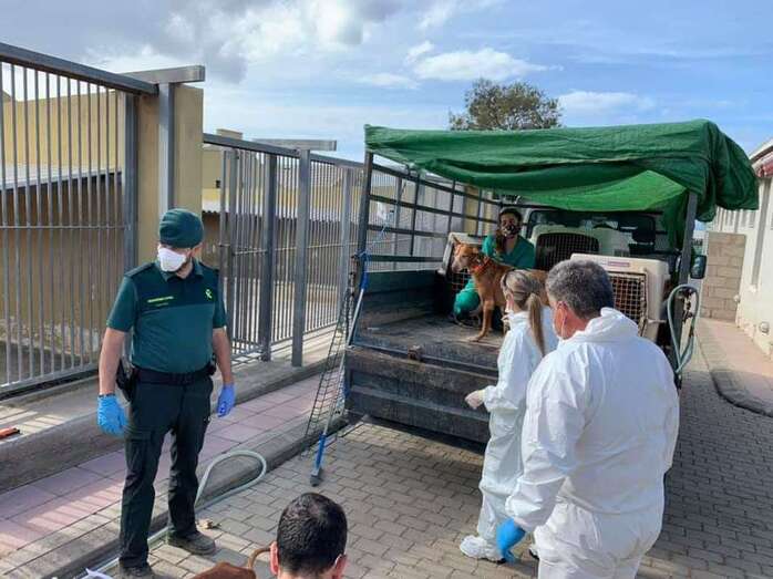 Los perros fueron llevado al Albergue Insular de Animales (Foto TA)