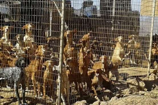 Telde colabora con otros municipios y la Guardia Civil en el rescate de 84 podencos (Foto TA)