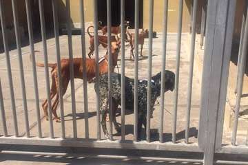 Telde colabora con otros municipios y la Guardia Civil en el rescate de 84 podencos (Foto TA)