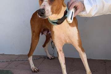 Un Juzgado de Telde investiga el maltrato de 84 perros podencos en una finca (Foto TA)