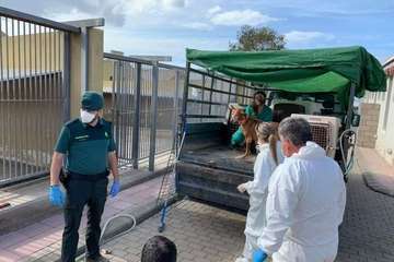 Un Juzgado de Telde investiga el maltrato de 84 perros podencos en una finca (Foto TA)