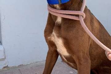 Un Juzgado de Telde investiga el maltrato de 84 perros podencos en una finca (Foto TA)