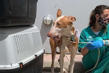 Un Juzgado de Telde investiga el maltrato de 84 perros podencos en una finca (Foto TA)