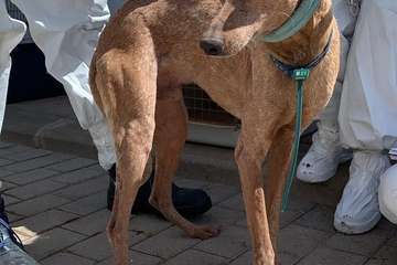 Un Juzgado de Telde investiga el maltrato de 84 perros podencos en una finca (Foto TA)