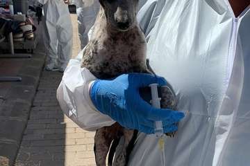 Un Juzgado de Telde investiga el maltrato de 84 perros podencos en una finca (Foto TA)