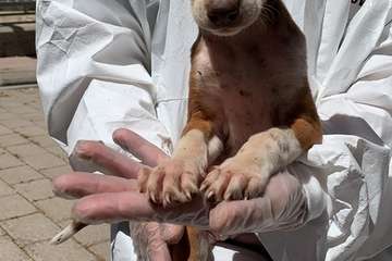Un Juzgado de Telde investiga el maltrato de 84 perros podencos en una finca (Foto TA)