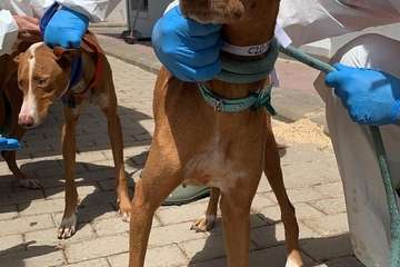 Un Juzgado de Telde investiga el maltrato de 84 perros podencos en una finca (Foto TA)