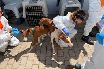 Un Juzgado de Telde investiga el maltrato de 84 perros podencos en una finca (Foto TA)
