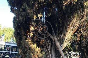 El estado de alarma sume en el abandono a los cementerios de Telde (Foto TA)