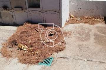 El estado de alarma sume en el abandono a los cementerios de Telde (Foto TA)