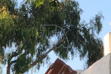 El estado de alarma sume en el abandono a los cementerios de Telde (Foto TA)