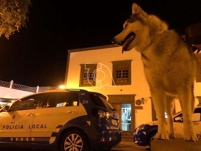 El perro, un pastor siberiano, delante de las dependencias policiales de San Juan (Foto TA)