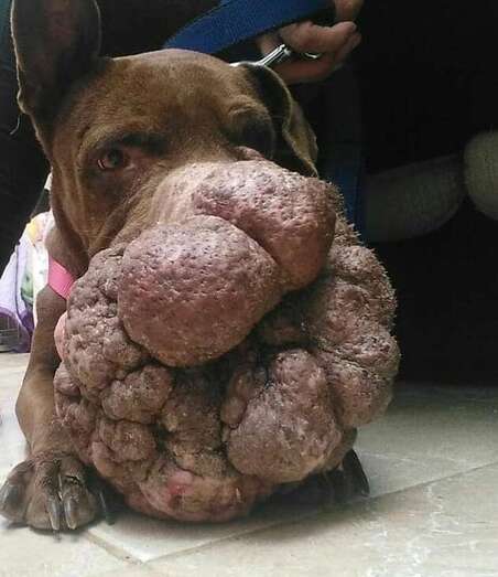 La perrita Hope (Foto Protectora Leyre)