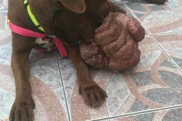 La sociedad grancanaria se vuelca con la perra con un impactante tumor en el hocico (Foto Protectora Leyre)