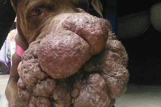 La sociedad grancanaria se vuelca con la perra con un impactante tumor en el hocico (Foto Protectora Leyre)