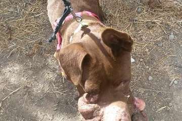 La sociedad grancanaria se vuelca con la perra con un impactante tumor en el hocico (Foto Protectora Leyre)