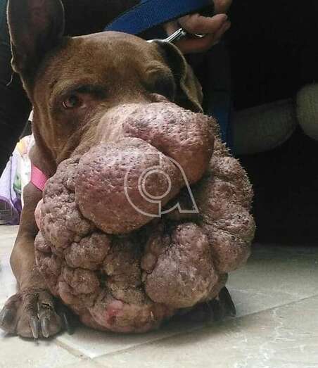 La perrita Hope falleció este viernes (Foto Protectora Leyre)