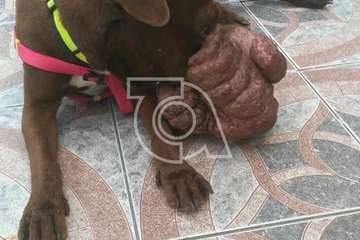 La perrita Hope fallece tras la operación para extirparle el tumor del hocico (Foto Protectora Leyre)