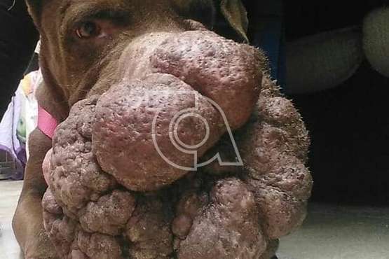 La perrita Hope fallece tras la operación para extirparle el tumor del hocico (Foto Protectora Leyre)