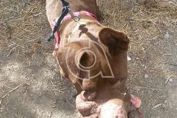 La perrita Hope fallece tras la operación para extirparle el tumor del hocico (Foto Protectora Leyre)