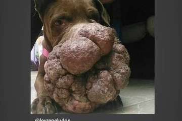 La perrita Hope fallece tras la operación para extirparle el tumor del hocico (Foto Protectora Leyre)