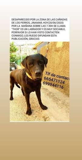 El perro desaparecido (Foto TA)