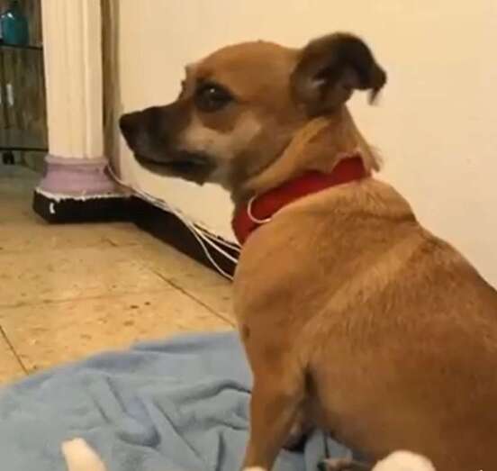 Chia, la perrita que Paula Solís quiere recuperar (Foto TA)