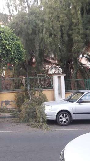 Caída de ramas de árboles en la calle de Holanda, en La Herradura (Foto TA)