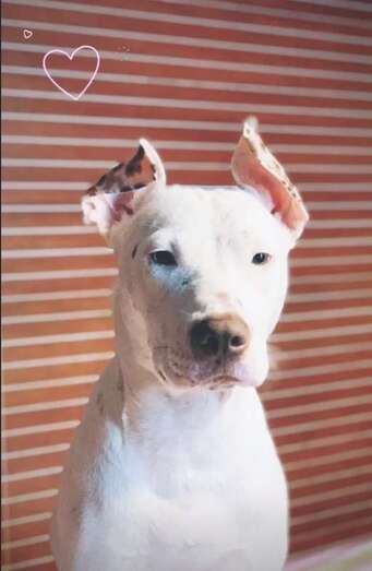 La perra desaparecida (Foto TA)