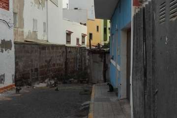 La Barranquera denuncia una plaga de pulgas asociada a una 