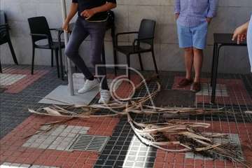 Temor en San Juan por la caída de ramas de palmeras de parterres públicos (Foto TA)
