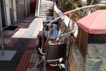 Temor en San Juan por la caída de ramas de palmeras de parterres públicos (Foto TA)