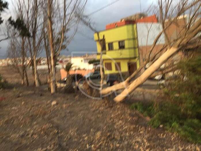 Estado de los pinos/TA.