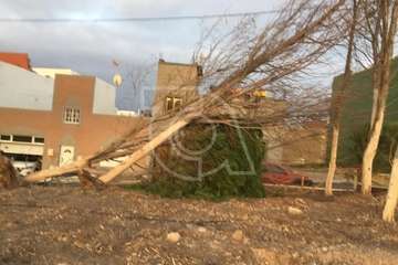 La Montañeta de Ojos de Garza reclama atención para los pinos de una zona ajardinada pública/TA.