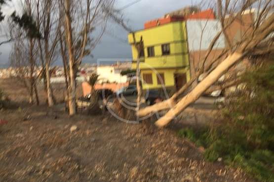 La Montañeta de Ojos de Garza reclama atención para los pinos de una zona ajardinada pública/TA.