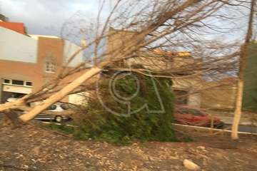 La Montañeta de Ojos de Garza reclama atención para los pinos de una zona ajardinada pública/TA.