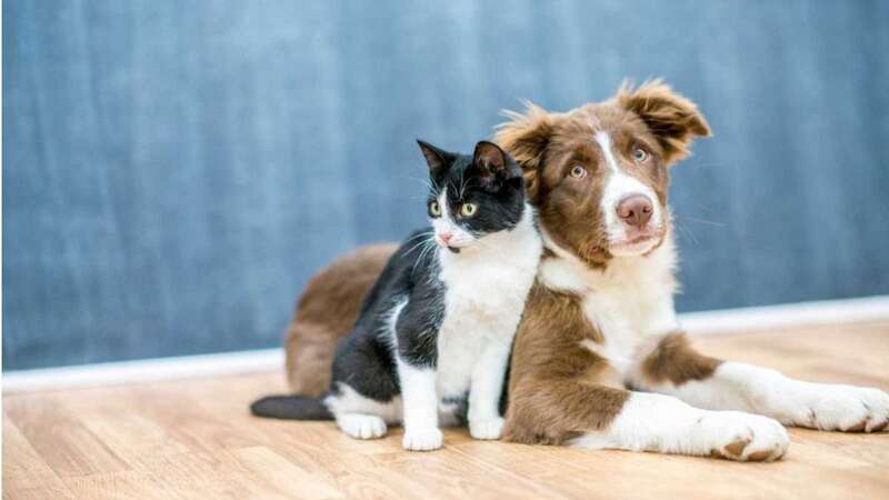 Perro y gato/Multimedia.