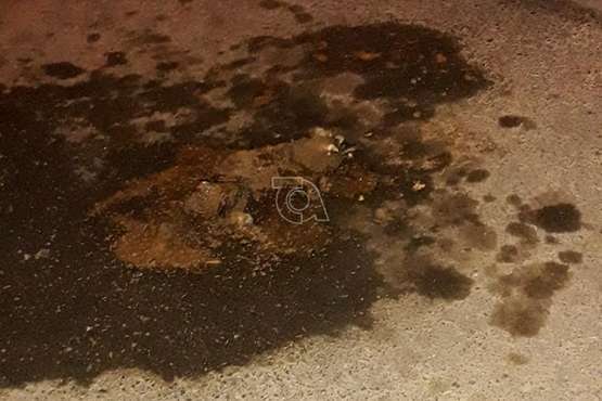 Un gato en descomposición inquieta a vecinos del Valle de los Nueve Bajo/TA.