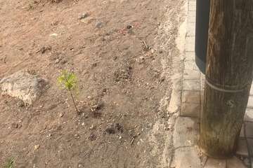  La calle Torricelli, en Casas Nuevas, patrón de la suciedad/TA.